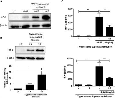 Trypanosoma brucei Secreted Aromatic Ketoacids Activate the Nrf2/HO-1 Pathway and Suppress Pro-inflammatory Responses in Primary Murine Glia and Macrophages